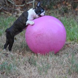 Boston Terrier Puppies from Oui Bostons