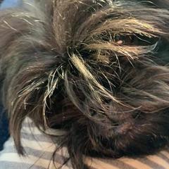 Affenpinschers from High Noon Kennel