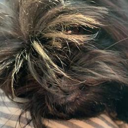Affenpinschers from High Noon Kennel