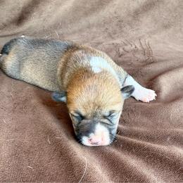 Hattie - Sable and white female American Corgi puppy in Stillwater, Oklahoma from Steele Family Farms