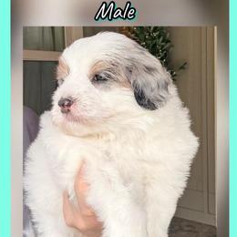 Hopper - Merle male Sheepadoodle puppy in Roseburg, Oregon from Sharon’s Sheepadoodle’s
