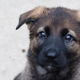 Girl 1 - German Shepherd puppy in El Sobrante, California from Zwinger vom Patiala