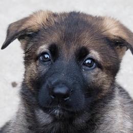 Girl 1 - German Shepherd puppy in El Sobrante, California from Zwinger vom Patiala