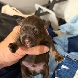 Buddy - Liver male Miniature Schnauzer puppy in College Station, Texas from Fran’s Miniature Schnauzers