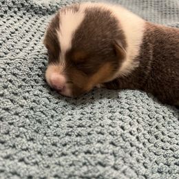 CJ1 Boy - Blue Pembroke Welsh Corgi puppy in Dickinson, Texas from Gulf Coast Corgis