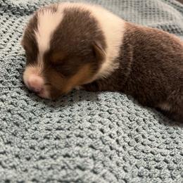 CJ1 Boy - Blue Pembroke Welsh Corgi puppy in Dickinson, Texas from Gulf Coast Corgis
