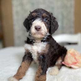 Elsie - Brown and white female Bernedoodle puppy in Osage City, Kansas from Golden Ridge Goldens
