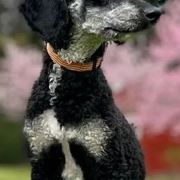 Goldendoodles from Toomeys Doodles