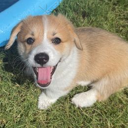 Reba McEntire - Red female Pembroke Welsh Corgi puppy in Morgan, Texas from The Corgi Nest