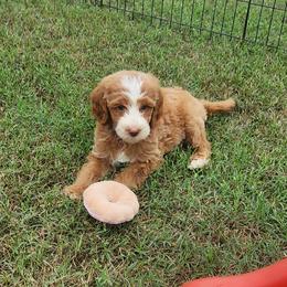 Mr Black - Apricot male Goldendoodle puppy in Cumming, Georgia from Chattahoochee Kennels