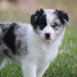 Merle girl - Blue merle female Border Collie puppy in Tylertown, Mississippi from Cool Meadow Farms