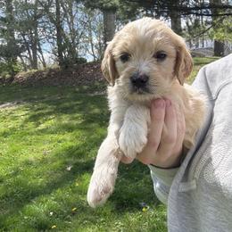 Aussiedoodle and Goldendoodle Puppies from Classic City Doodles