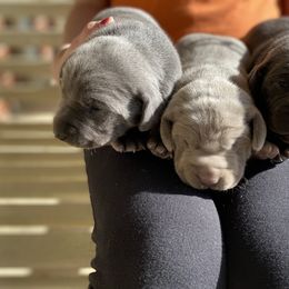 Weimaraner Puppies from Three Oak’s Kennel