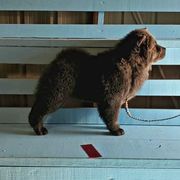 Chow Chow Puppies from Darling Chows