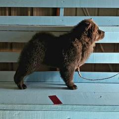 Chow Chow Puppies from Darling Chows