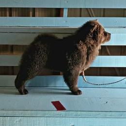Chow Chow Puppies from Darling Chows