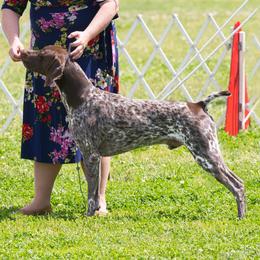 German Shorthaired Pointer All Grown Up from Windward German Shorthaired Pointers