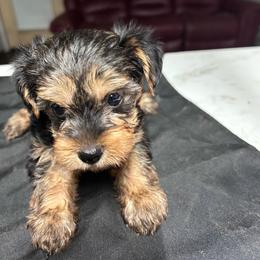 Cooper(click pic) - Black and tan male Yorkshire Terrier puppy in Kingston, Oklahoma from Lake Life