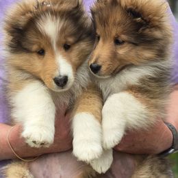 Shetland Sheepdog Puppies from Trio Shelties