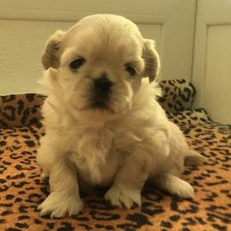 Shih Tzus from Babyface Shih-Tzu