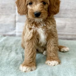 Rex - Red male Cavapoo puppy in Lewiston, Utah from Mountain View Doodles
