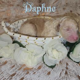 Poodle Puppies from Paradox Poodles
