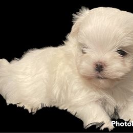 Cavapoo, Cockapoo, Maltese, and Poodle Puppies from Clearview Canines