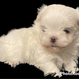 Cavapoo, Cockapoo, Maltese, and Poodle Puppies from Clearview Canines