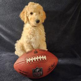 Goldendoodle Puppies from Hampton Blu Doodles