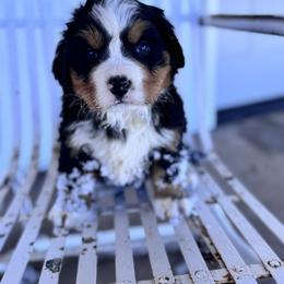 Maudie - Black rust and white female Bernese Mountain Dog puppy in Enterprise, Utah from High Desert Bernese