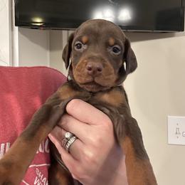 Teal collar female - Red and rust female Doberman Pinscher puppy in Madison, Indiana from Jensen Dobermans and Dachshunds