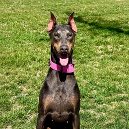 Pax - Doberman Pinscher
