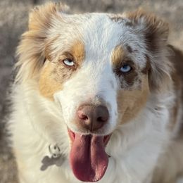 Miniature Australian Shepherds from Country Charm Mini Aussies