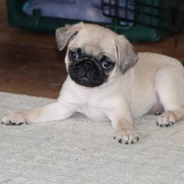 Blossom - Fawn female Pug puppy in Winnsboro, Texas from Southern pugs
