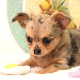 Oma - Blue merle female Chihuahua puppy in Clinton, Missouri from RockyTop Hearts