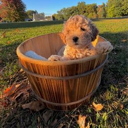 Riley aka Chunk - Cream male Maltipoo puppy in Mahwah, New Jersey from Awwws-n-Pawws