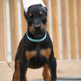 Atlas - Black and rust male Doberman Pinscher puppy in Overton, Texas from Obsidian Kennel