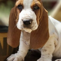 Basset Hounds from Jubilee Basset Hounds