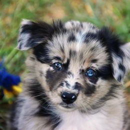Australian Shepherd Puppies from Mott Ranch - Blazin' Sun Aussies