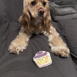 Cocker Spaniel All Grown Up from American cocker spaniel