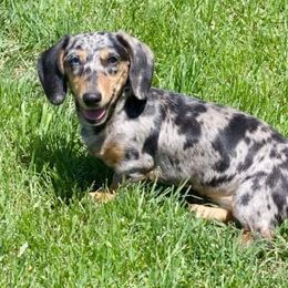 June - Dachshund