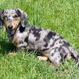June - Dachshund