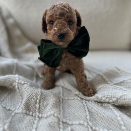 Pumpkin - Red  male Poodle puppy in Charlotte, North Carolina from Bruno & Co. Puppies