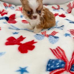 Bugatti - Chocolate sabled fawn male Chihuahua puppy in Williamsburg, Virginia from PAWSitive Cheeky Chihuahuas