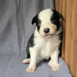 Bagel - Black and white male Border Collie puppy in East Brady, Pennsylvania from Riverwood