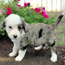 Camaro - Blue merle male Aussiedoodle puppy in Boonville, North Carolina from Branch Creek kennels