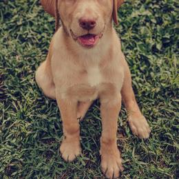 Labrador Retriever Puppies from Creekside Canines