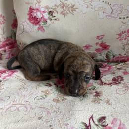 Dachshund Puppies from Lord Frank’s Mini Weeniers