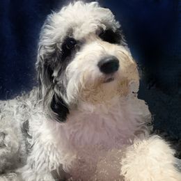 Emma - Blue merle female Bernedoodle puppy in Atlanta, Georgia from RockaDoodles