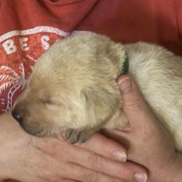 Forest - Yellow male Labrador Retriever puppy in Rock Hill, South Carolina from North Star Retrievers